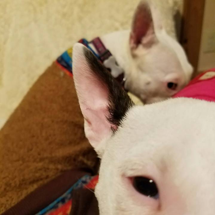 8691d265 8559 4b4b 8856 92f47e382638