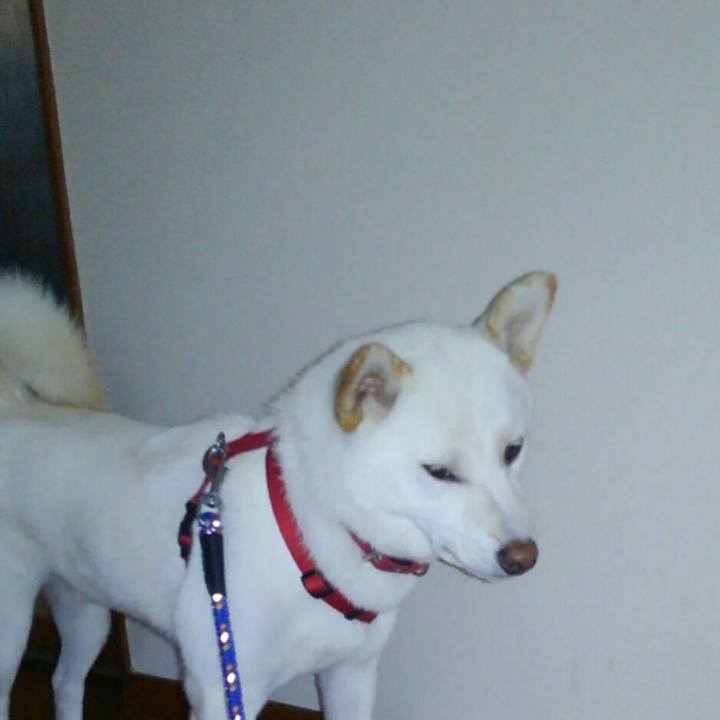 86a08c97 a511 41fb 8c8e adef81f0c3c5