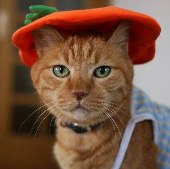 86a0d4cf bda2 4f27 906a 01738c43522e