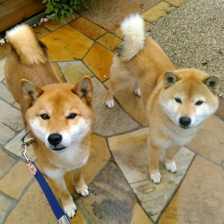 86a11ec1 dbd5 4ad4 821d da5478b301ec