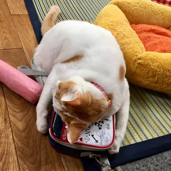 86a1a142 34a8 4981 8468 ddfe549024fc