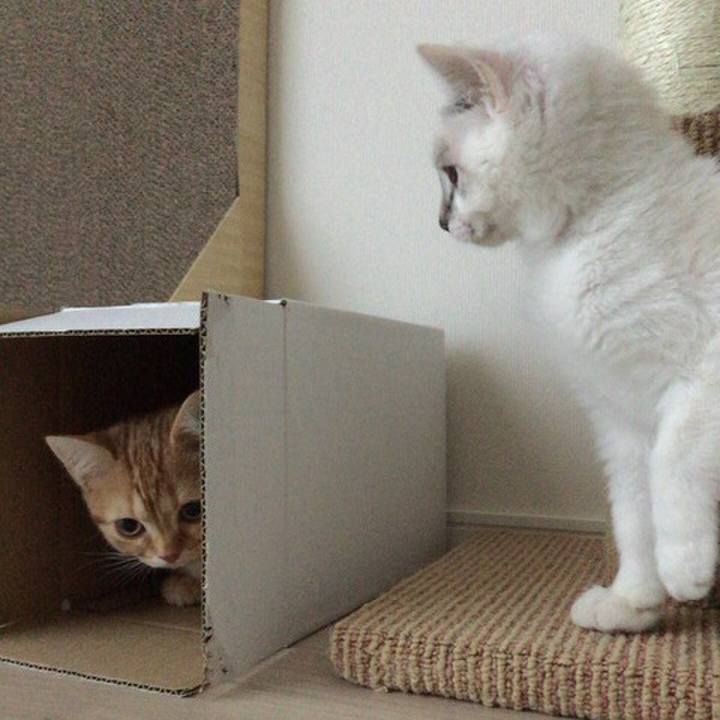 86a1f2bf 469c 4ed0 85df 89cc4cfdbfb5