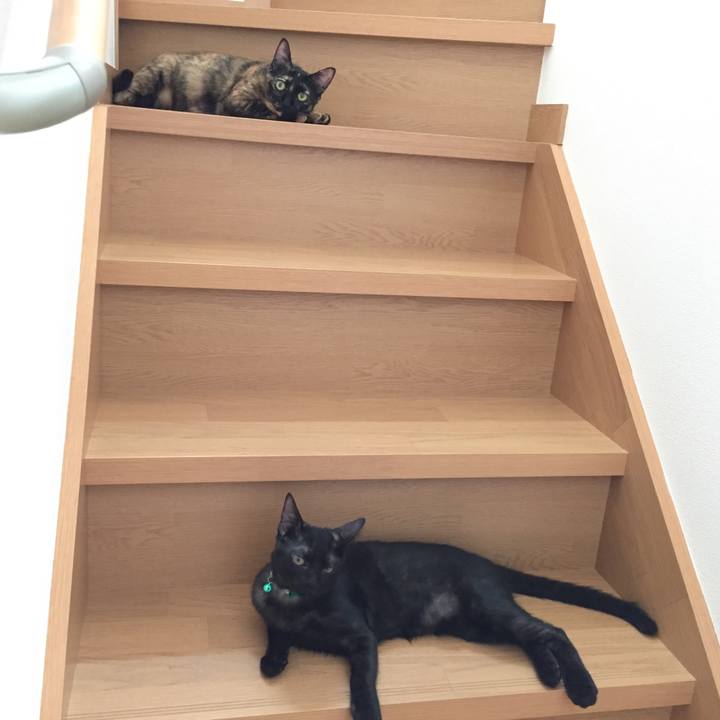 86ac3728 e927 4a54 a2ac d1d91abf3aae