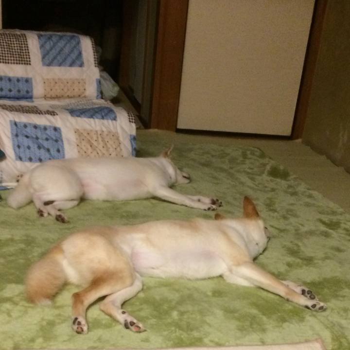 86af8fe4 fafd 45e0 a4a9 85d89269de2c