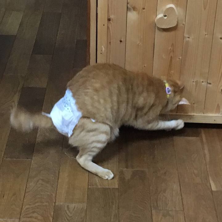 86c293af a92a 444d a482 dedb962fc800