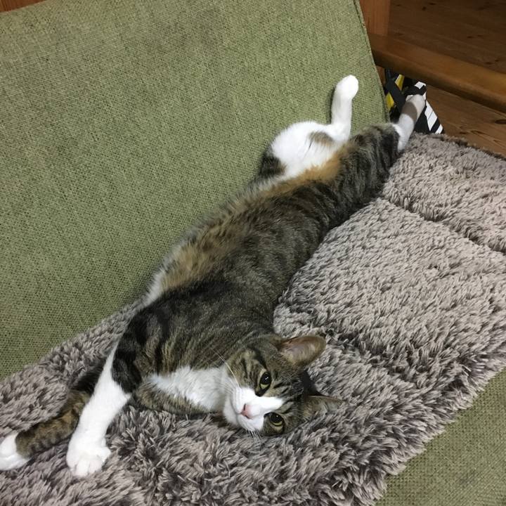 86c37bf3 0ad2 4af7 85ac 5990ae69a14d