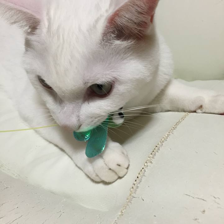 86c3f976 ffed 4282 9920 deded32a423b