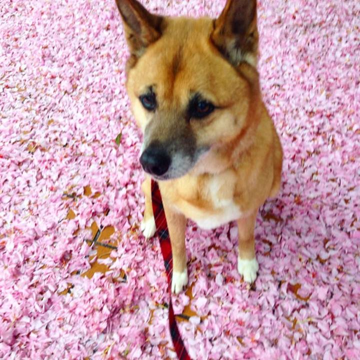 86c96ad7 653c 4470 a5dd d2c9e5a7c259