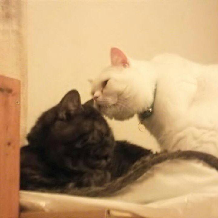 86cb3cb7 bb56 4f9a 86bb c03b58927b75