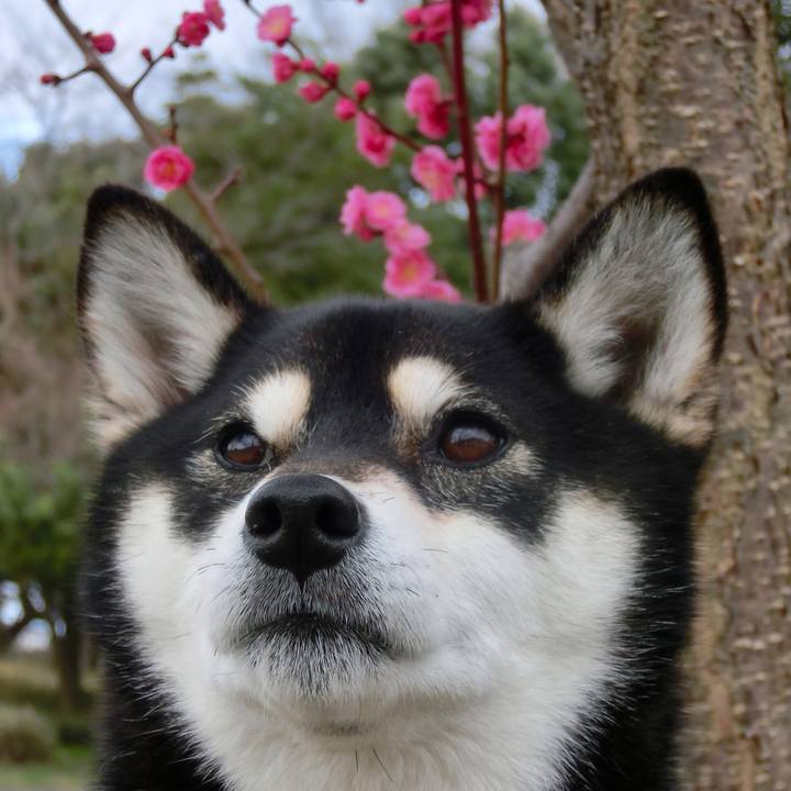 86ccccc3 7e32 4a3d a609 877cd0edfed5