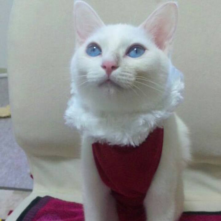 86d0117e e714 4696 a17d a985876bf14e