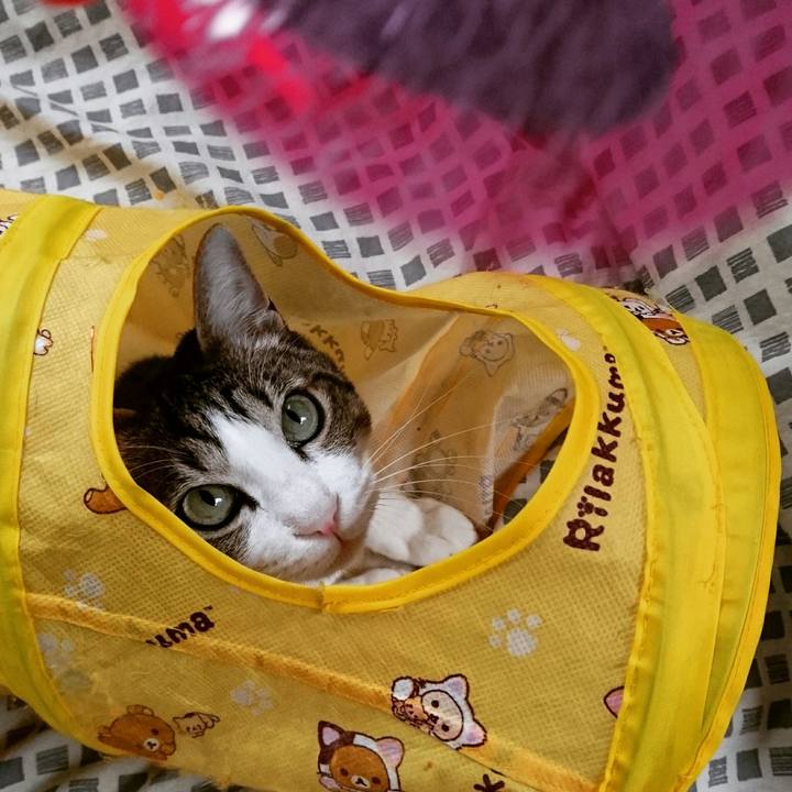 86d0414f e922 4839 bae4 85523298c641