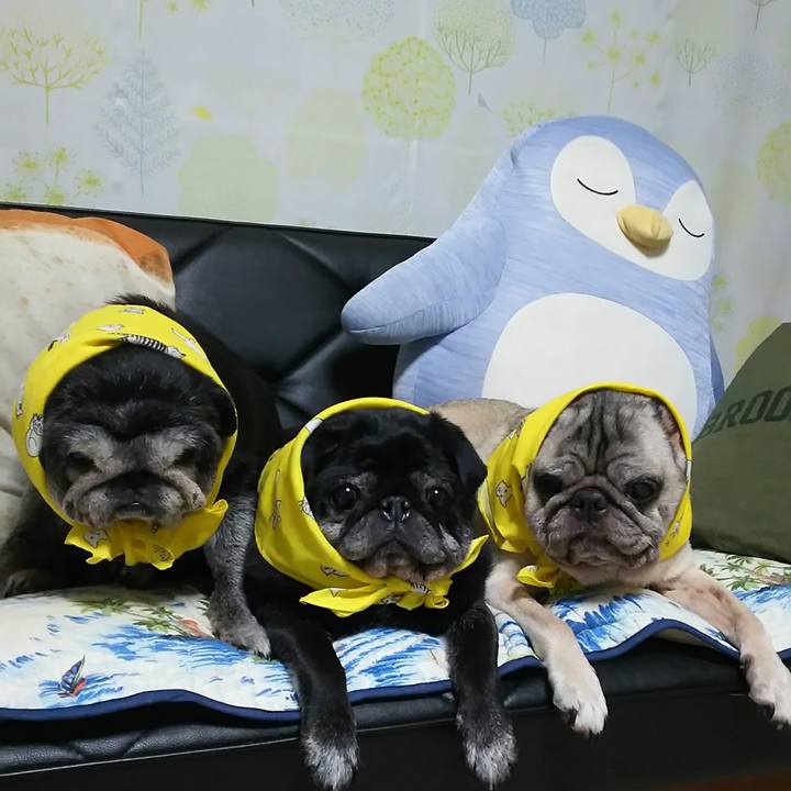 86d5a084 ced0 4e61 8f72 af6386d35301