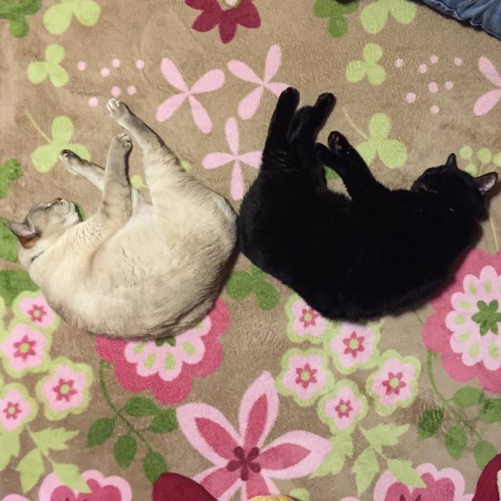 86db4bac 3b33 4289 aaa4 6479a28bb96e