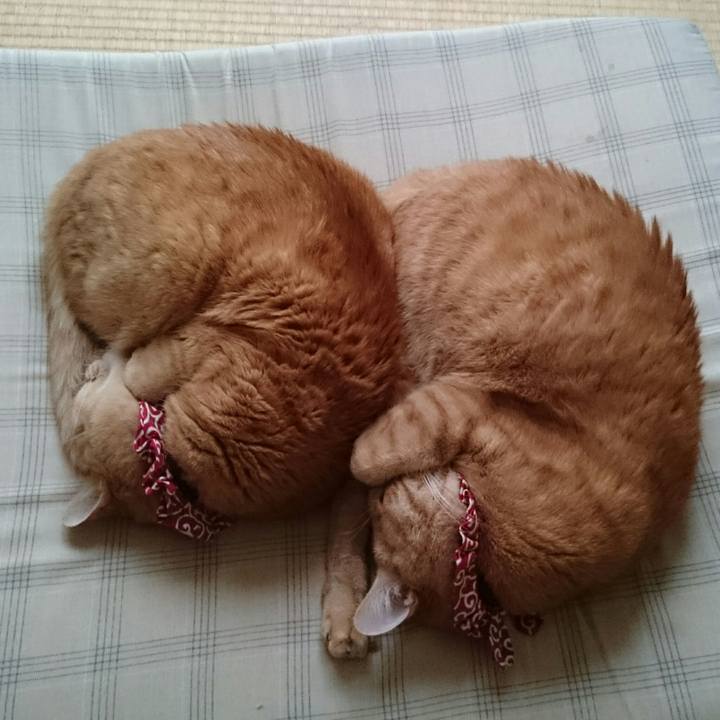 86dd4f3f ea6d 447a a407 86f9481450d8