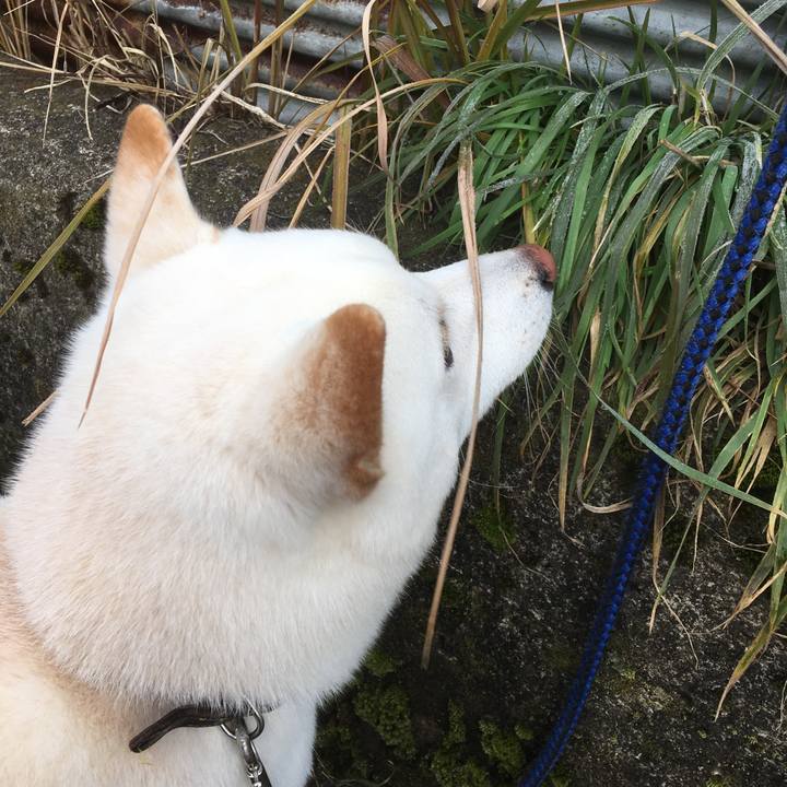 86e72dca 4556 4241 a3e1 16882c91a2ee