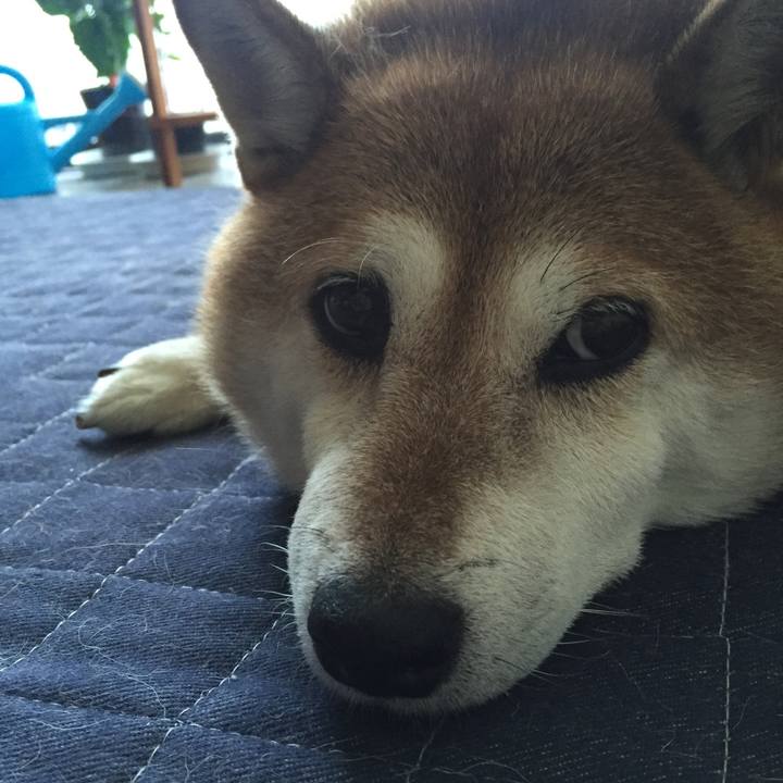 86ed1189 5e01 4043 88e6 c2fd9b1afce2