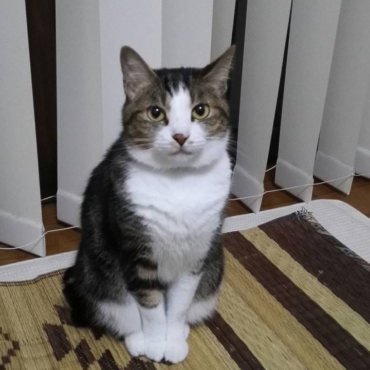 86f0c61a 1936 454e a2ba 0346df346300