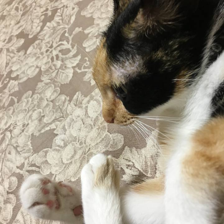 86f2413c 650e 45fd ab0a c4e073c1c6ec