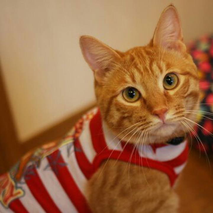 86f3f720 c980 486b ad6a ee1acf8cecb7