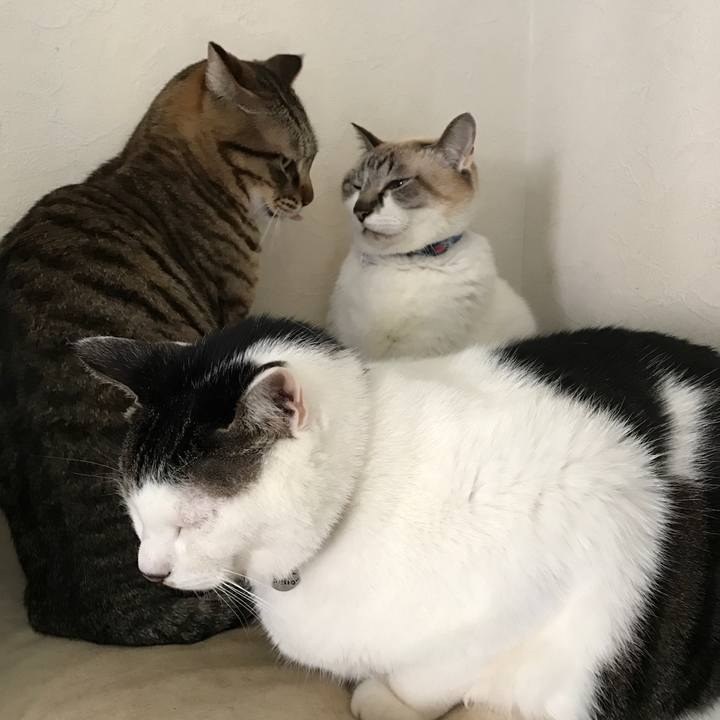 86f4ba73 7585 428c a14f 7c896a20c727