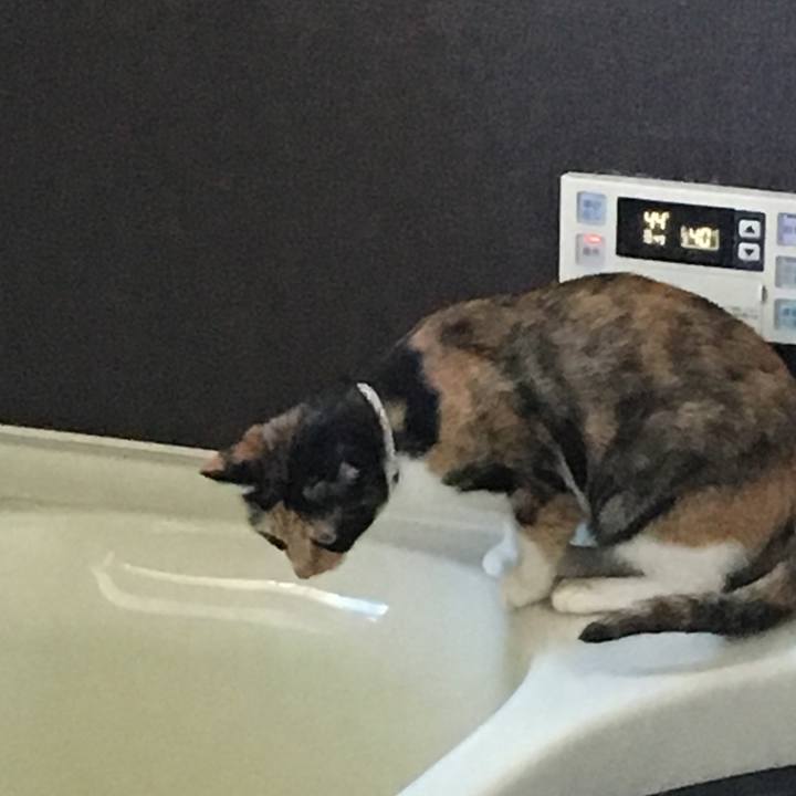 86f4cda7 a0ce 4a52 bafb 3d82e4f17b7e