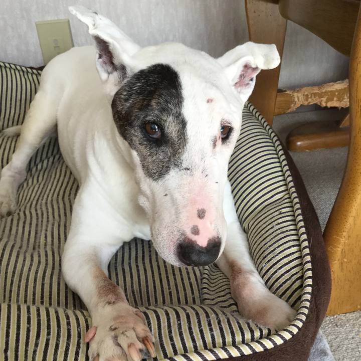 86fa0437 eaf1 4bce bccd f8d6ce554764