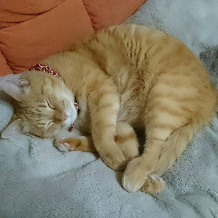 86fc65fd 0e6f 4d53 a1ec 6e94f0760dac