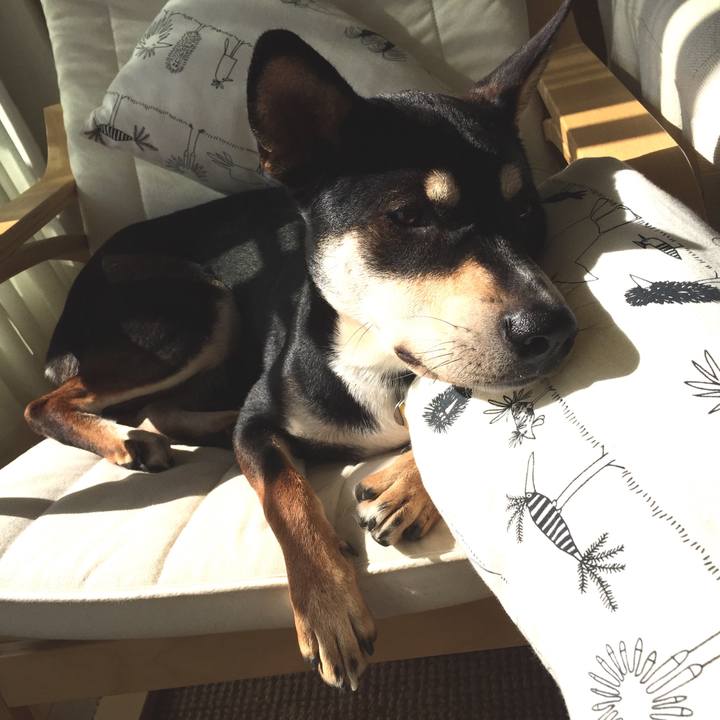 86fe3514 b4a3 4495 84e2 d0e848365549