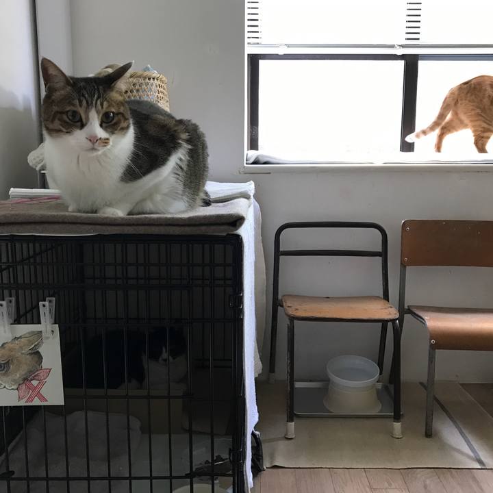 86ff9f8e 4af0 40a1 ac91 eacdfa9645f0