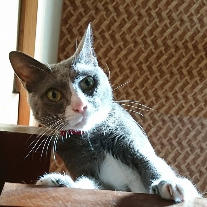 87054c18 353c 4fcd 8c71 bd4f792ff380