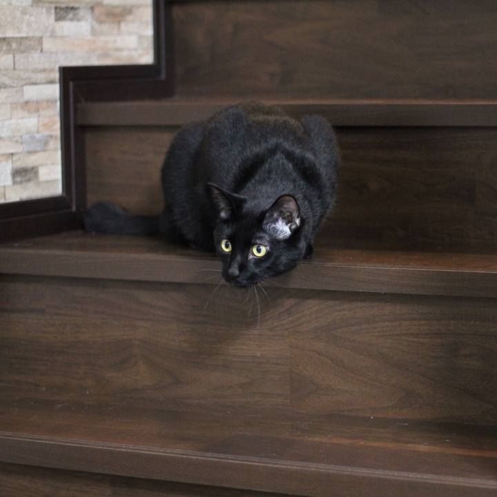 870d5cdc daef 4a9a a3b8 f1bbed4292ea