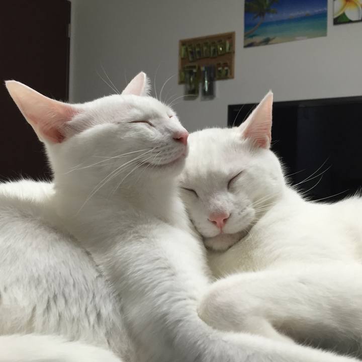 8716e789 3ccf 40fe bda8 5a9a5b8ef4f6