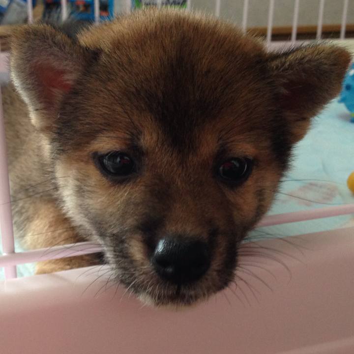 87219ae0 48ad 4337 adf4 f6241a163f88