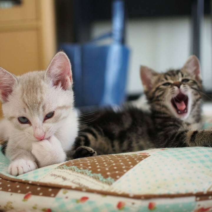 8723cbae 9949 4de3 9363 a838fb8fd45e