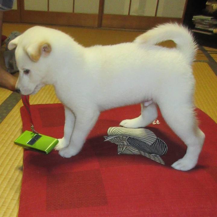 872583d1 302b 4afe 9763 da798e9b4931