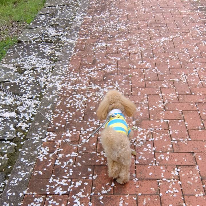 8725ec9c 2929 4528 a88a f7c3163076ad