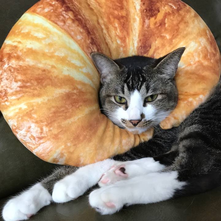 8729d734 ae9a 45fe a1e0 0c629fb27010