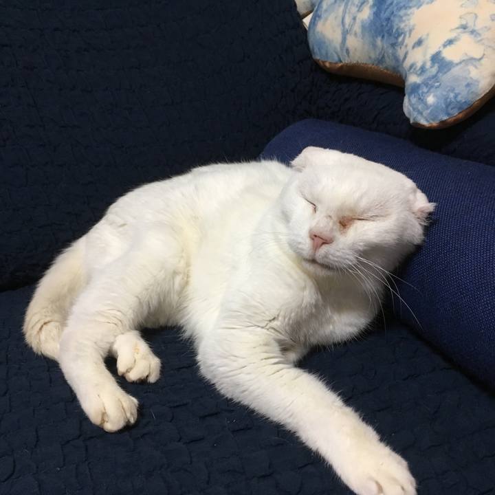 872a4368 5ae9 4fcd 897b 1b5c9a767242