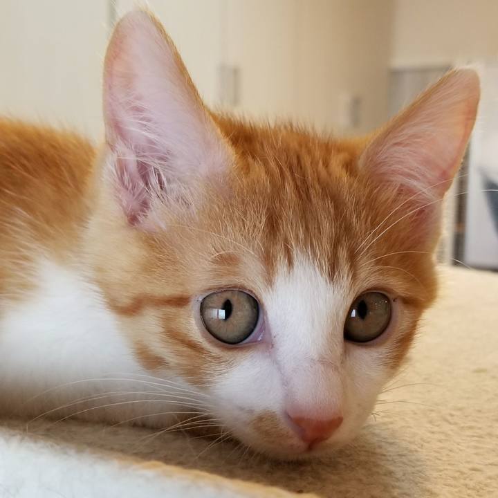 872f7c7f 94de 48ad a42b 1424b6608b0e