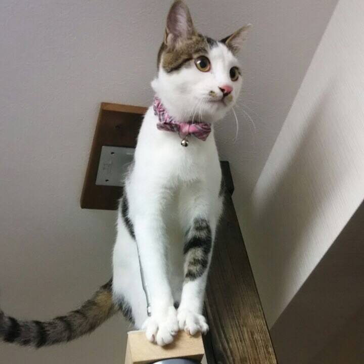 873854c2 4457 47c0 8440 077bf57e7559