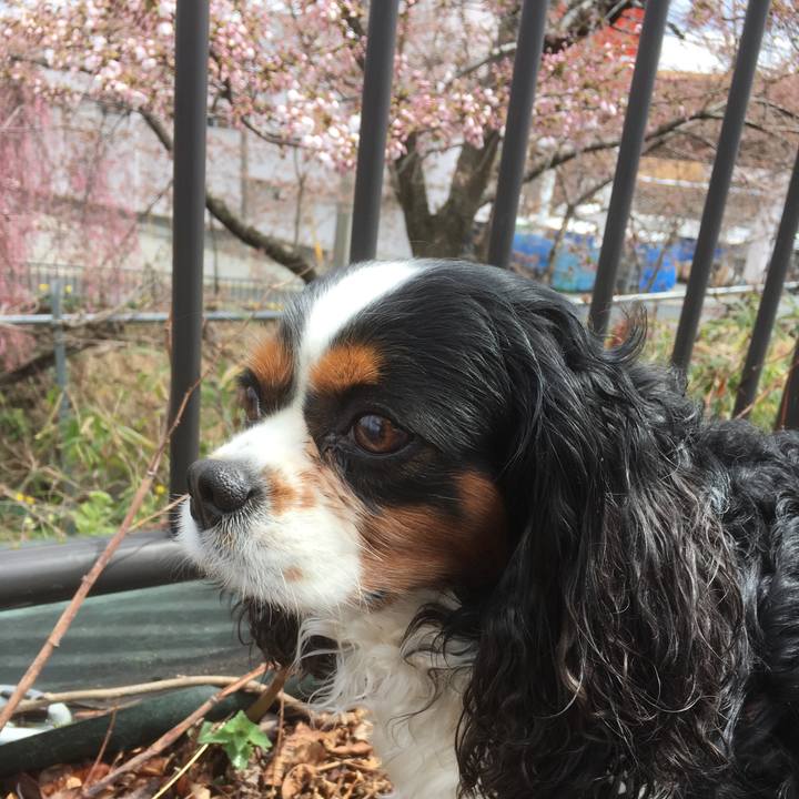 87433c9e d4c8 4d7b a247 0ae33652ced9