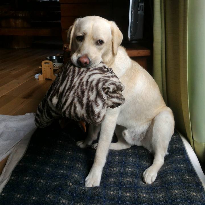 8745c964 3567 4cc4 b70f 78dec9313964