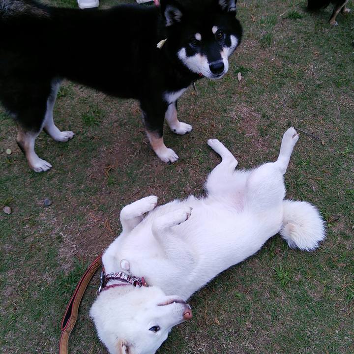 87622b54 3576 4dcf 82bd a67816a290ca