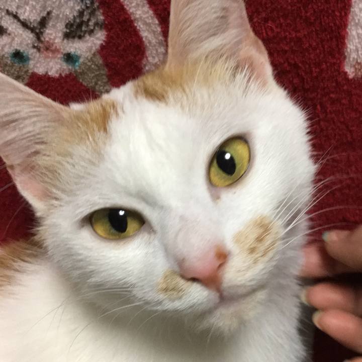 8778ad4e 6093 4954 a708 2c48c7efdca9