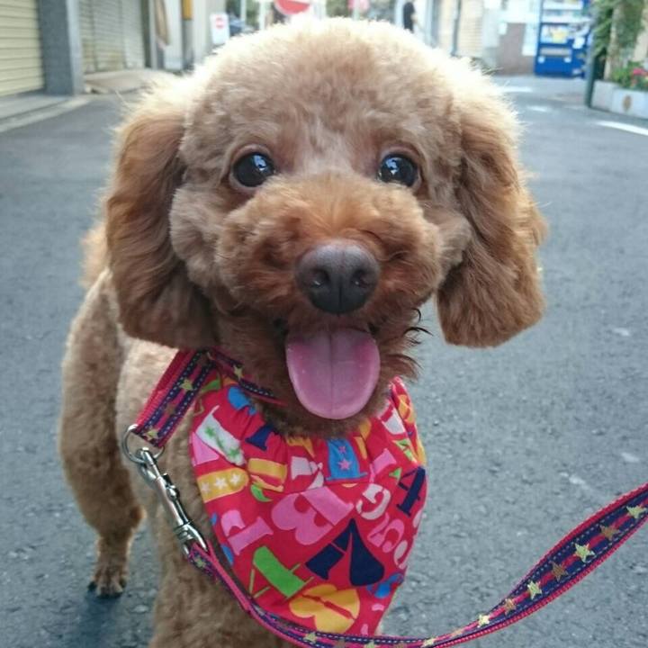 877bfdc4 9954 4511 8cd9 0b44f116b201