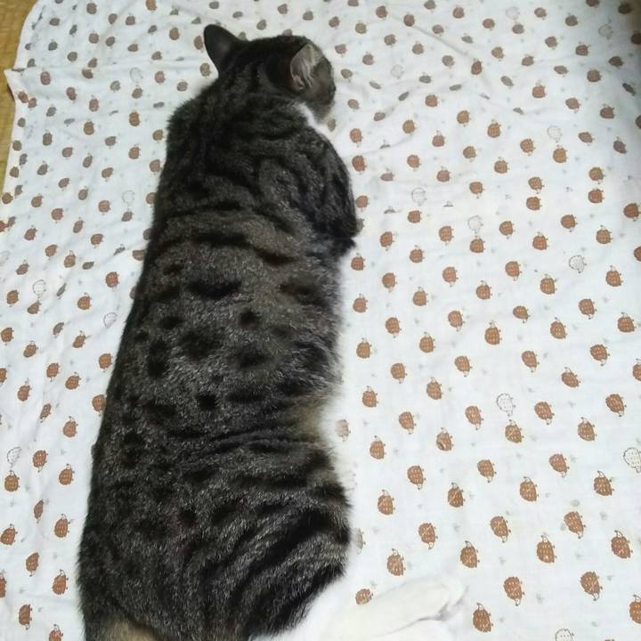 8786abea c4e3 43f0 9e6b c03e429b3b1b