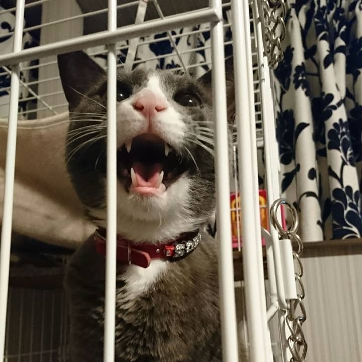 878b4c4a c5e9 4785 95bc 6ad2732ab3a0