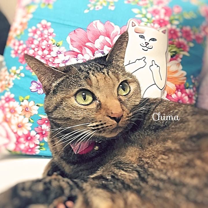 878ea8e8 e86f 446c 82dc e3b9f692ea01