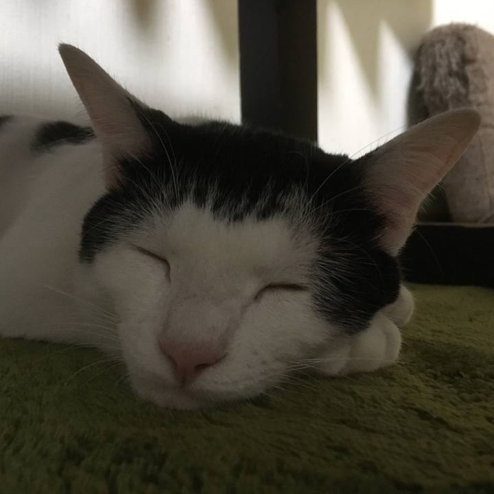 87a114b8 73de 438c 87a5 ca45ecf588bf